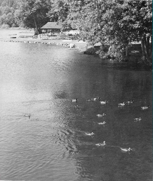 Photo of ducks paddling through calm waters.